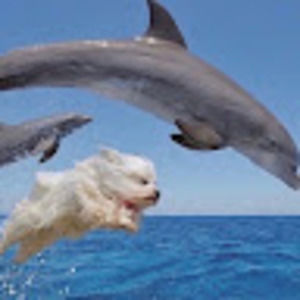 Meet your Posher, Jenny